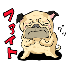 co-chan pug sticker #4339130