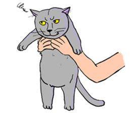 Moong The Korat Cat sticker #4367348