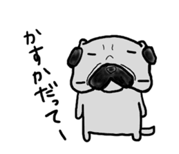 pug sticker  ver.fukushima sticker #4371365