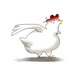 aho chicken sticker #4377685