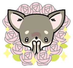 Kawaii Chihuahua2(English) sticker #4391014