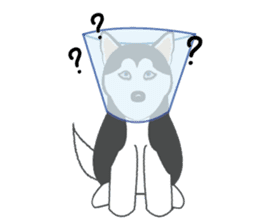 Huskies lover sticker #4402310