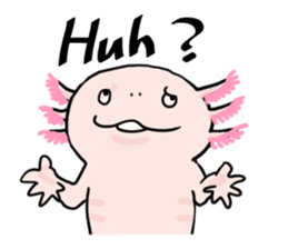 Rough axolotl,  Hanayo <English version> sticker #4412352