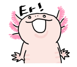 Rough axolotl,  Hanayo <English version> sticker #4412358