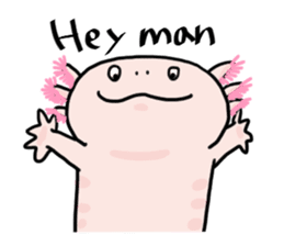 Rough axolotl,  Hanayo <English version> sticker #4412366
