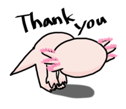 Rough axolotl,  Hanayo <English version> sticker #4412376