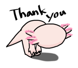 Rough axolotl,  Hanayo <English version> sticker #4412376