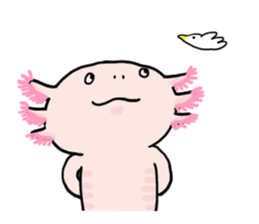 Rough axolotl,  Hanayo <English version> sticker #4412384