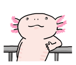 Rough axolotl,  Hanayo <English version> sticker #4412390