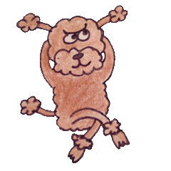 Ritochan of toy poodle