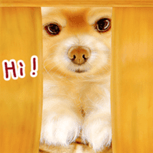 Painting of Puppies and Kittens sticker #4467586