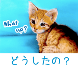 Painting of Puppies and Kittens sticker #4467595