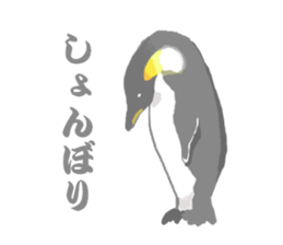 Penguins!!! sticker #4468211