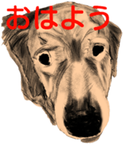 Second generation Golden Retriever sticker #4470014