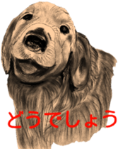 Second generation Golden Retriever sticker #4470023