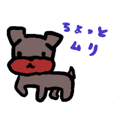 Yorkie Marron that floppy ears 3