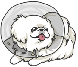 Pekingese. sticker #4492319
