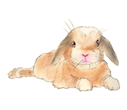Fancy rabbits sticker #4513956