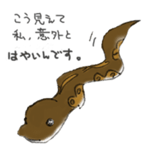 BallPython,JapaneseRatSnake,HogNoseSnake sticker #4517670