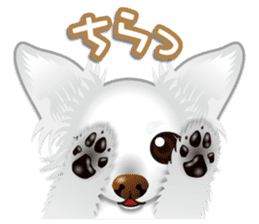 Every day of Chihuahua sticker #4528115