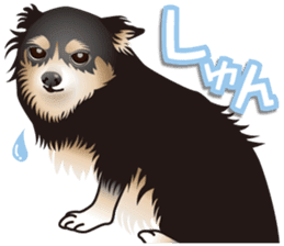 Every day of Chihuahua sticker #4528126