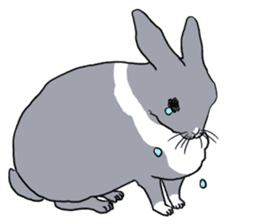 My mini rabbit sticker #4531904