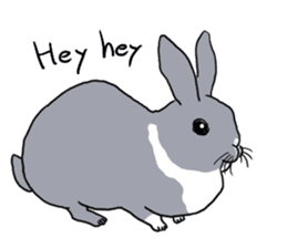 My mini rabbit sticker #4531931