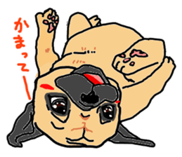 pug.bull sticker #4556563