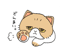 Exotic shorthair cats sticker #4574433