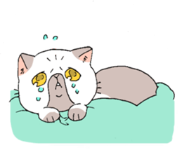 Exotic shorthair cats sticker #4574453