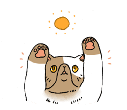 Exotic shorthair cats sticker #4574461