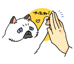 Exotic shorthair cats sticker #4574467