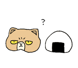 Exotic shorthair cats sticker #4574468
