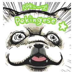 Pekingese's event