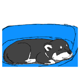 Black Shiba -Ku- sticker #4601218