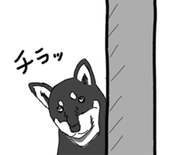 Black Shiba -Ku- sticker #4601229