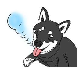 Black Shiba -Ku- sticker #4601233