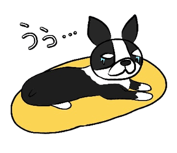 Funny Boston Terrier sticker #4610601