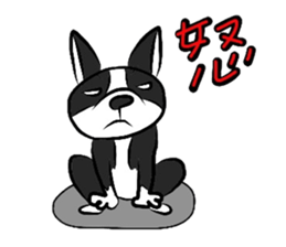 Funny Boston Terrier sticker #4610603