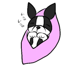 Funny Boston Terrier sticker #4610607