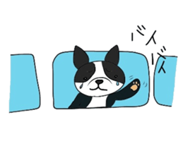 Funny Boston Terrier sticker #4610621