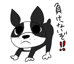 Funny Boston Terrier sticker #4610626