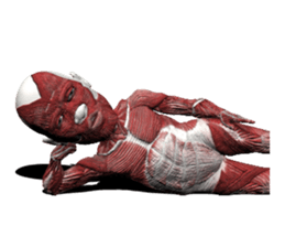 Real muscleman sticker #4625762