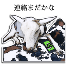 Shiropen the pygmy goat vol.2 sticker #4628141