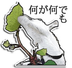 Shiropen the pygmy goat vol.2 sticker #4628156