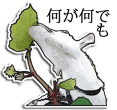 Shiropen the pygmy goat vol.2 sticker #4628156