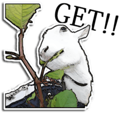 Shiropen the pygmy goat vol.2 sticker #4628157