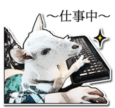 Shiropen the pygmy goat vol.2 sticker #4628164