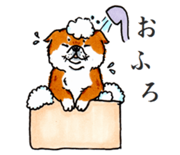 Life of the Japanese midget Shiba sticker #4637872