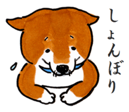 Life of the Japanese midget Shiba sticker #4637878